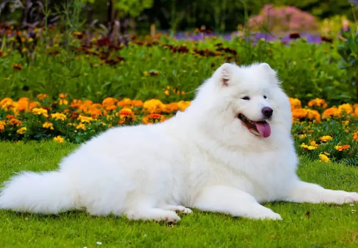 Biały samoyed czarny, leżący na trawie wśród kwitnących kwiatów, wygląda jak śnieżna chmurka.