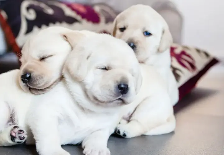 Trzy śpiące szczenięta labradora wtulone w siebie. Widać ich przyrost wagi, są okrągłe i słodkie.