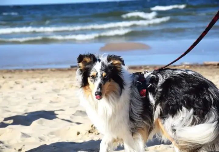 Piękny owczarek szetlandzki, zwany też szkockim, z tęczowymi oczami na plaży.