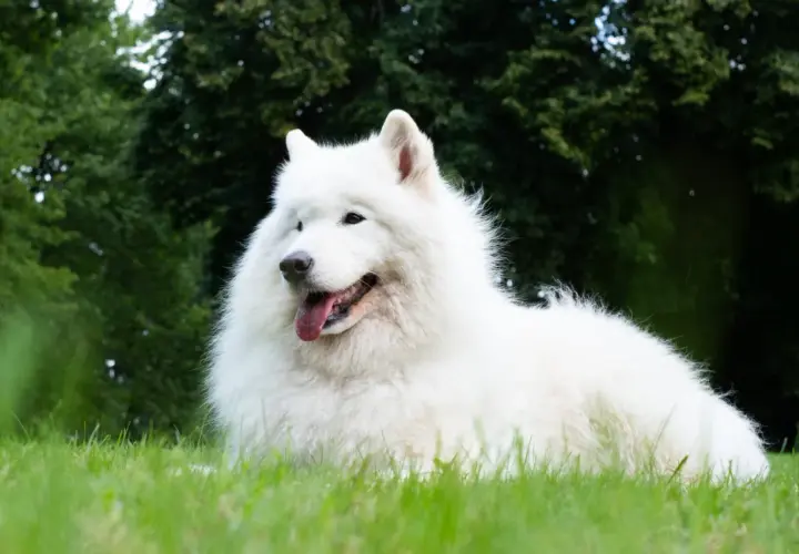 Uśmiechnięty samojed, którego charakter to radość i przyjazność, leży na zielonej trawie.