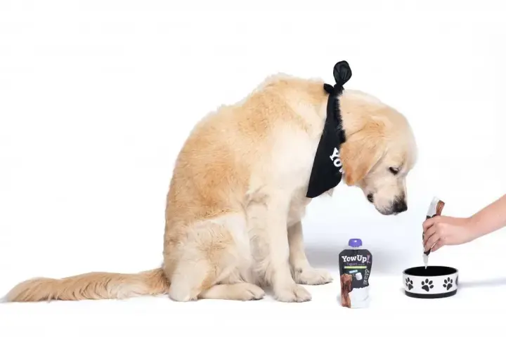 Złoty retriever w bandanie zastanawia się, czy pies może jeść jogurt naturalny. Obok stoi opakowanie jogurtu i miska.