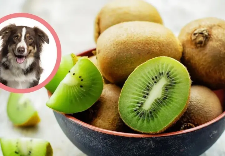 Uśmiechnięty piesek zastanawia się, czy pies może jeść kiwi. W misce świeże owoce kiwi, niektóre pokrojone.