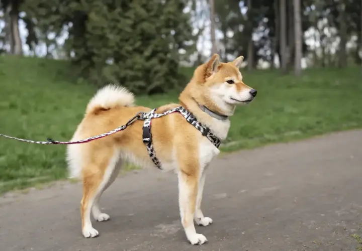 Uroczy shiba inu w szelkach i na smyczy spaceruje po parku.