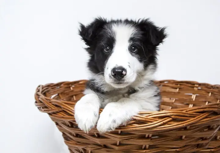 Uroczy szczeniak rasy border collie w koszyku. Idealny przykład pięknych psów z hodowli.