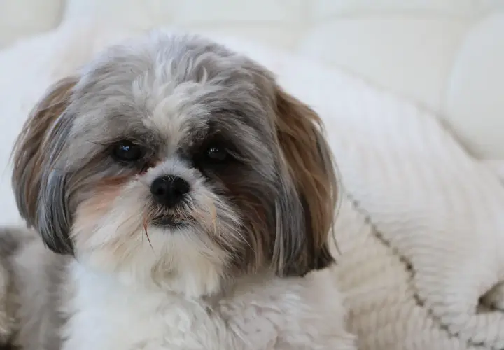 Uroczy shih tzu z puszystą sierścią, idealna waga dla tej rasy.