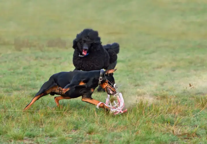 Doberman w kagańcu z zębami chwyta zabawkę, podczas gdy czarny pudel obserwuje go z tyłu. Doberman agresywny w akcji.