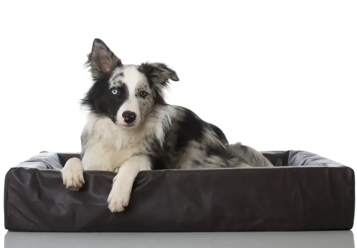 Border collie z heterochromią, leżący w legowisku, zaprzecza stereotypom, że czy border collie jest agresywny.