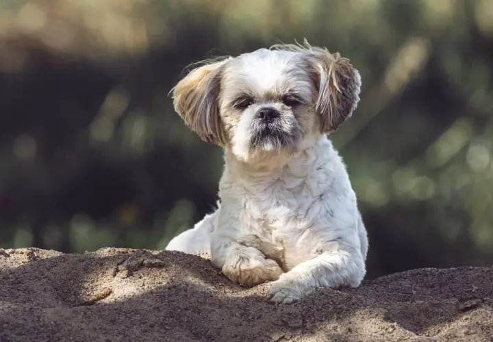 Shih tzu na piasku, zastanawia się, czy pies może jeść kapustę kiszoną.