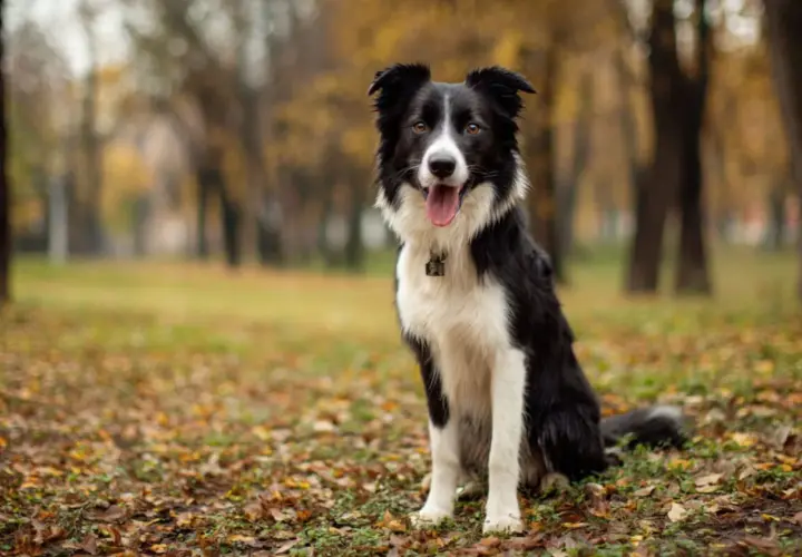 Inteligentny border collie siedzi na jesiennym tle, z językiem na wierzchu.