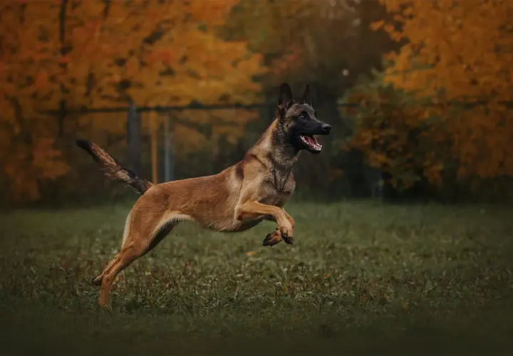 Dynamiczny owczarek malinois w skoku na tle jesiennych drzew.