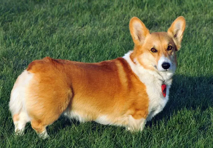 Rudy corgi na zielonej trawie. Corgi ile żyje? Średnio 12-15 lat, ale ten wygląda na zdrowego i pełnego energii!