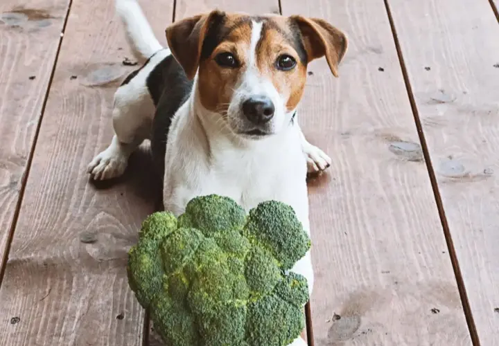 Jack Russell z brokułem na drewnianej podłodze. Czy pies może jeść brokuły? Ten psiak wygląda na zaintrygowanego.