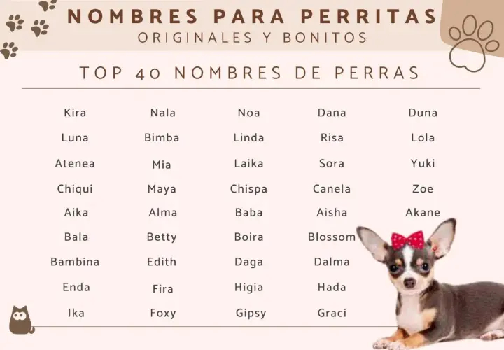 Lista "Top 40 Nombres de Perras" z uroczym pieskiem. Szukasz najładniejsze imię dla suczki? Znajdziesz tu inspiracje jak Luna, Kira, czy Lola.