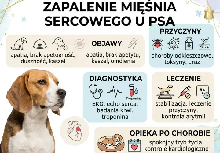 Grafika o zapaleniu mięśnia sercowego u psa. Objawy: apatia, brak apetytu, duszność, kaszel, omdlenia. Przyczyny: choroby odkleszczowe, toksyny, uraz. Diagnostyka: EKG, echo serca, badania krwi, troponina. Leczenie: stabilizacja, leczenie przyczyn, kon...