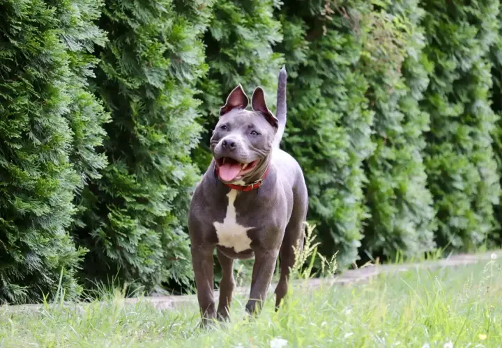 Szary pitbull z białą plamą na piersi, z otwartym pyskiem i językiem na wierzchu, biegnie przez trawę. Jego uścisk szczęki jest gotowy do zabawy.