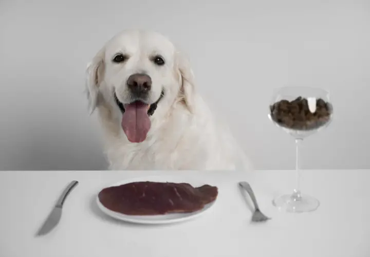 Uśmiechnięty golden retriever czeka na posiłek. Na stole talerz z surowym mięsem i kieliszek z karmą, symbolizujące dietę BARF.
