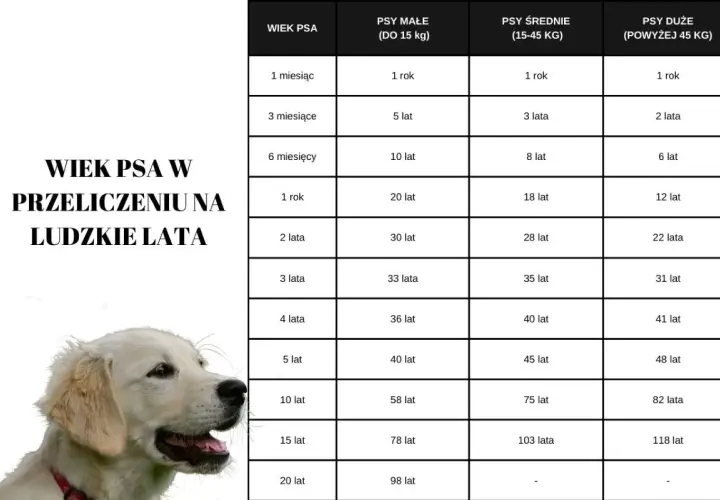 Tabela porównująca wiek psa w ludzkich latach. Dowiedz się, ile żyje golden retriever w przeliczeniu na ludzkie lata.