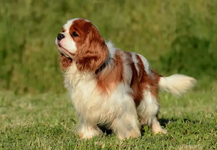 Uroczy cavalier king charles spaniel rudy, z białymi łatami, stoi na zielonej trawie, patrząc w górę z zaciekawieniem.