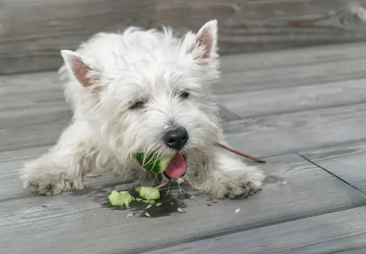 Biały piesek westie gryzie ogórka, a wokół leżą jego kawałki. Czy pies może ogórka? Ten wygląda na zadowolonego!