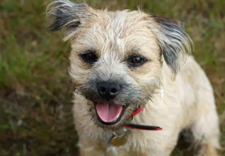 Uśmiechnięty border terrier z rudawym futrem i czarnymi uszami, siedzący na trawie.