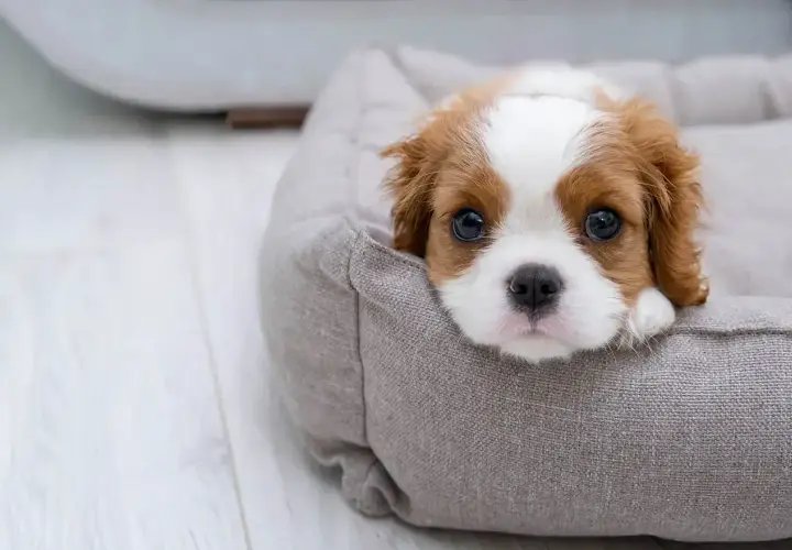 Uroczy szczeniak Cavalier King Charles Spaniel w swoim legowisku. Chcesz wiedzieć, jak oduczyć psa sikać w domu? Ten maluch potrzebuje cierpliwości i konsekwencji.