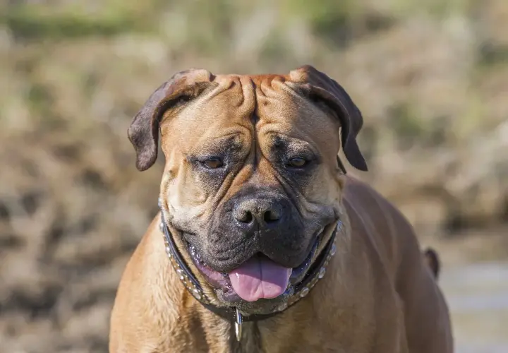 Uspokojony bullmastiff z językiem na wierzchu. Czy bullmastiff jest agresywny? Ten pies wygląda na przyjaznego.