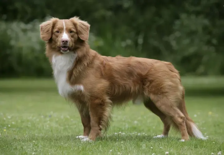 Rudy retriever z Nowej Szkocji, z białym znaczeniem na piersi, stoi na zielonej trawie.