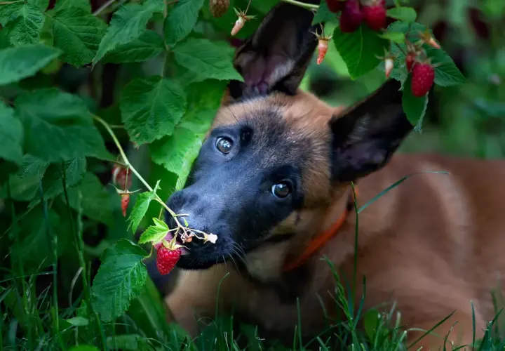 Szczeniak belgijskiego owczarka malinois próbuje malin prosto z krzaka. Czy pies może maliny? Ten maluch zdaje się mówić tak!