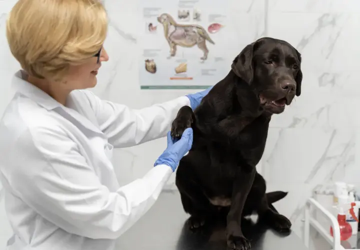 Weterynarz bada łapę brązowego labradora, upewniając się, czy pies może jeść czekoladę.