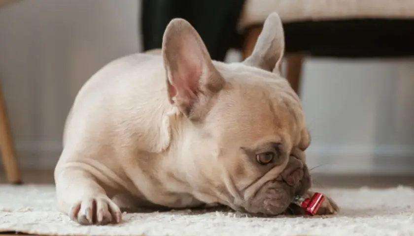 Francuski buldog z zespołem pica gryzie czerwoną trąbkę imprezową na dywanie.