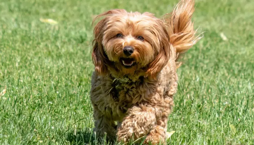 Radosny, dorosły cavapoo biegnie przez zieloną trawę, z wiatrem we włosach i merdającym ogonem.