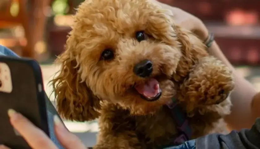 Słodki maltipoo z kręconymi, brązowymi włosami patrzy na telefon.