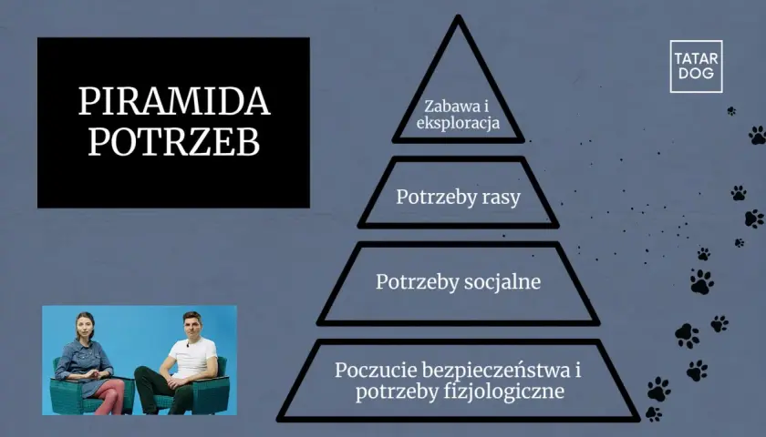 Piramida potrzeb psa: zabawa, potrzeby rasy, socjalne, bezpieczeństwo i fizjologiczne.