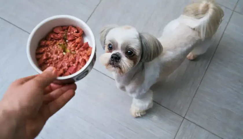 Mały piesek Shih Tzu z zaciekawieniem patrzy na miseczkę z surowym mięsem. To pyszny indyk dla psa, który czeka na swojego pupila.