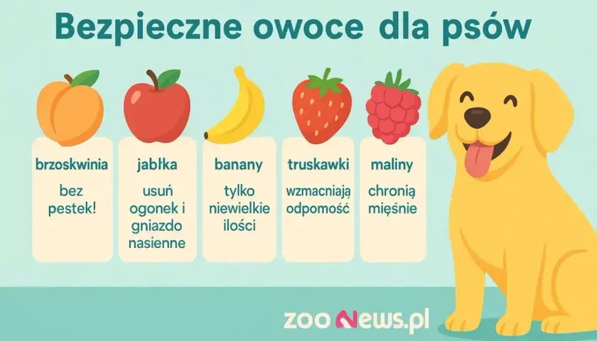 Czy pies może jeść brzoskwinie bez pestek? Grafika pokazuje bezpieczne owoce dla psów: brzoskwinie, jabłka, banany, truskawki i maliny.