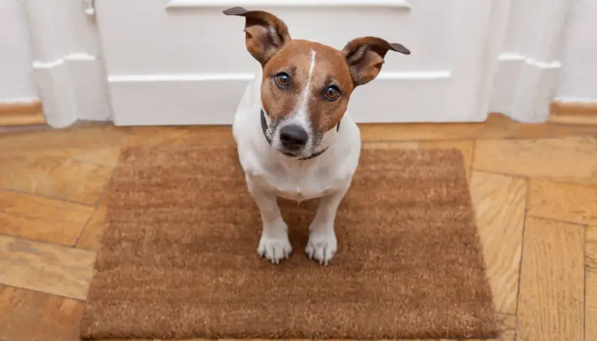 Jack Russell na wycieraczce, spokojny piesek, który przechodzi odwrażliwianie psa na dźwięki.