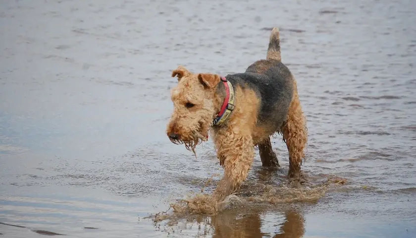 Radosny airedale terrier brodzi w wodzie, rozpryskując błoto.