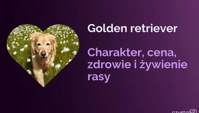 Golden retriever w sercu pola kwiatów. Dowiedz się, jaka karma dla goldena jest najlepsza, poznaj jego charakter, zdrowie i cenę.