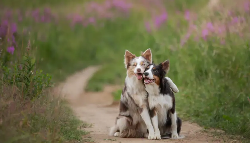 Dwa border collie przytulają się na ścieżce. Ile żyje border collie? Średnio 10-17 lat, ale te psy wyglądają na szczęśliwe i zdrowe!