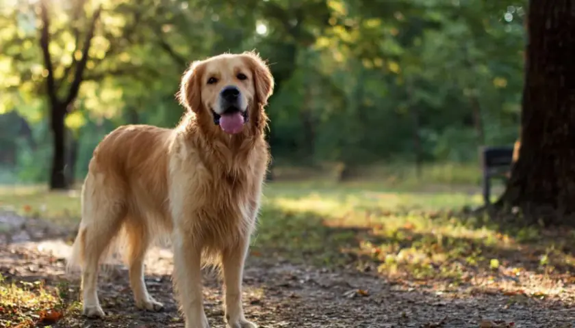 Uśmiechnięty golden retriever w parku. Czy golden retriever jest agresywny? Ten piesek z pewnością nie!