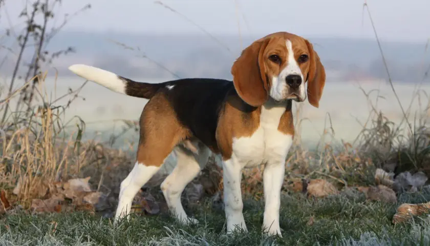 Dorosły beagle, wesoły piesek o trójkolorowym umaszczeniu, stoi na mroźnej trawie.
