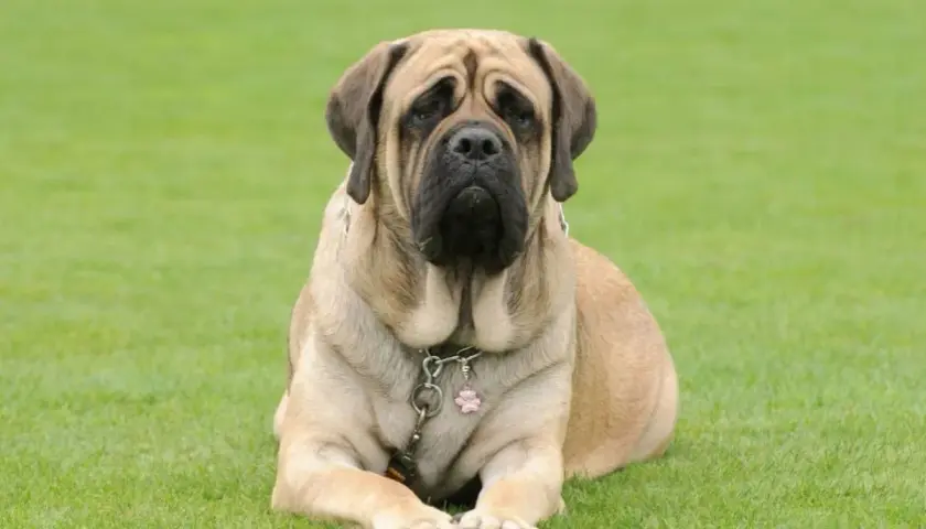Potężny english mastiff leży na trawie, z charakterystyczną, łagodną miną.