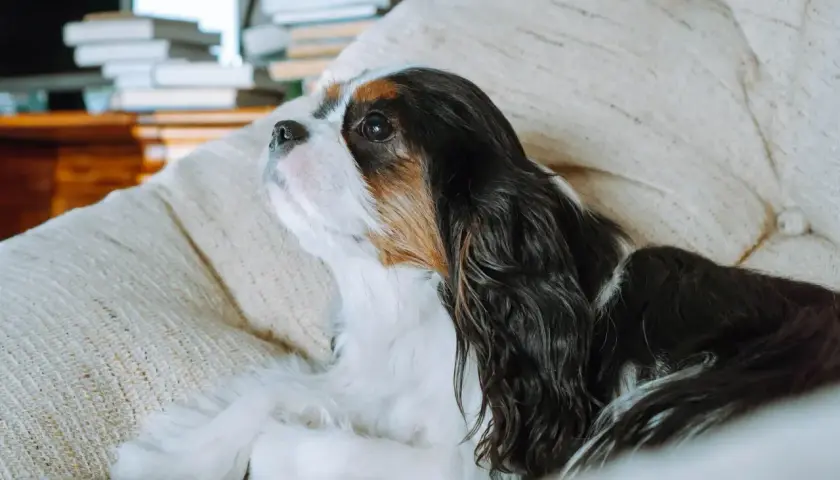 Cavalier King Charles Spaniel, jeden z tych psów które nie szczekają, leży na kanapie, wpatrzony w dal.