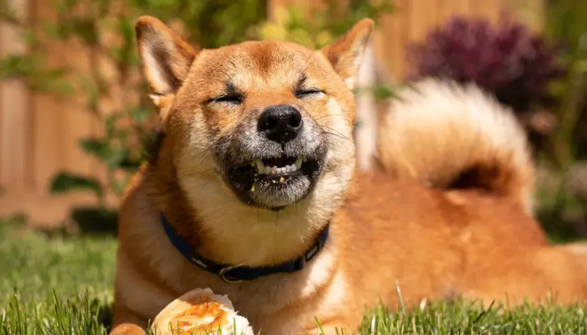 Shiba Inu z zamkniętymi oczami gryzie kawałek chleba, jakby odpowiadając na pytanie, czy psy mogą jeść chleb.