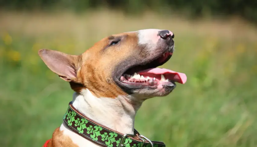 Bull terrier, jedna z groźnych ras psów, z językiem na wierzchu, w zielonej obroży z ozdobnym wzorem.