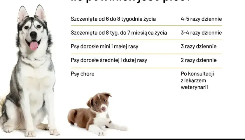 Ile razy dziennie karmić psa? Tabela podpowiada: szczenięta 4-5 razy, dorosłe psy 2-3 razy, chore po konsultacji z weterynarzem.