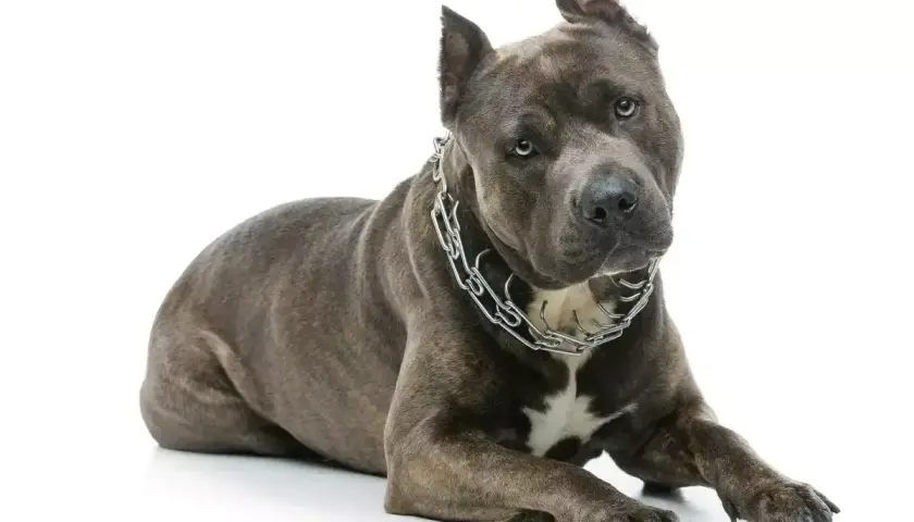 Potężny amstaff w metalowym łańcuchu, jego waga robi wrażenie. Pies leży na białym tle, prezentując swoją muskularną sylwetkę.