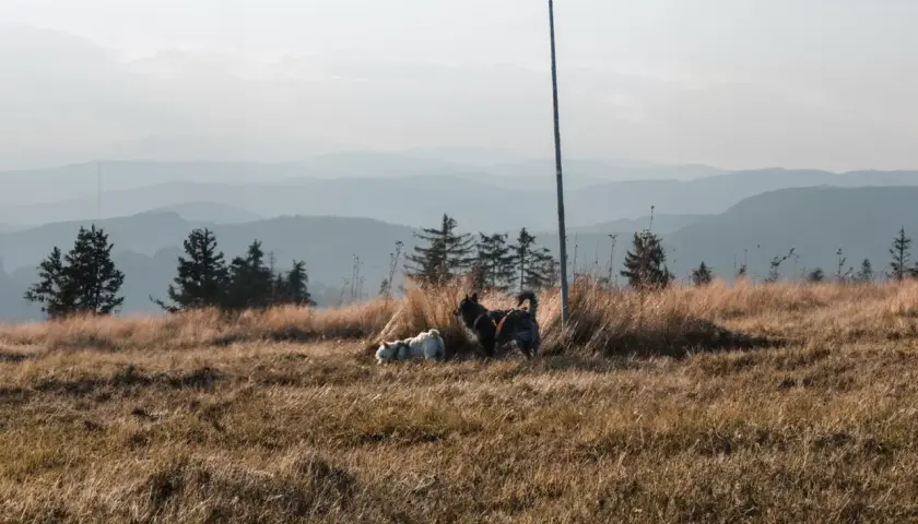 Dwa psy, jeden biały, drugi ciemny, odpoczywają na trawiastym zboczu Turbacza.