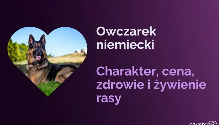 Owczarek niemiecki w sercu. Dowiedz się, jaka karma dla owczarka niemieckiego jest najlepsza, poznaj jego charakter, zdrowie i cenę.