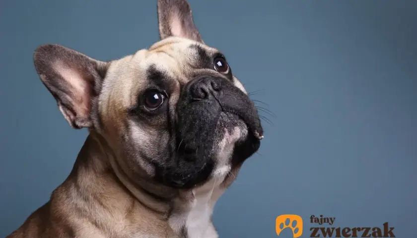 Uroczy buldog francuski z zaciekawieniem spogląda w górę. Jego waga jest idealna, by być pieszczochem.